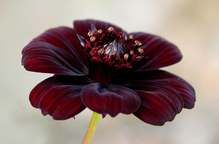 Cosmos atrosanguineus